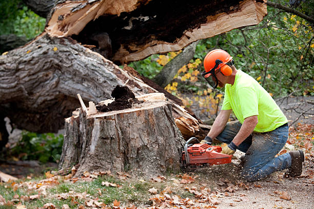 Best Tree Health Inspection  in USA